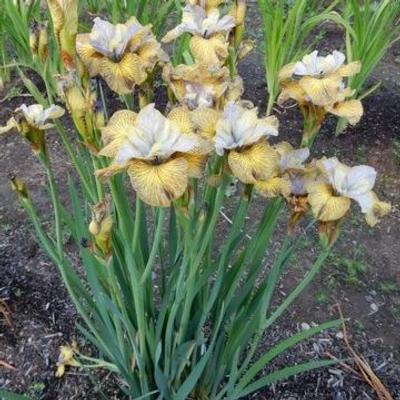 Iris siberica 'So van Gogh'